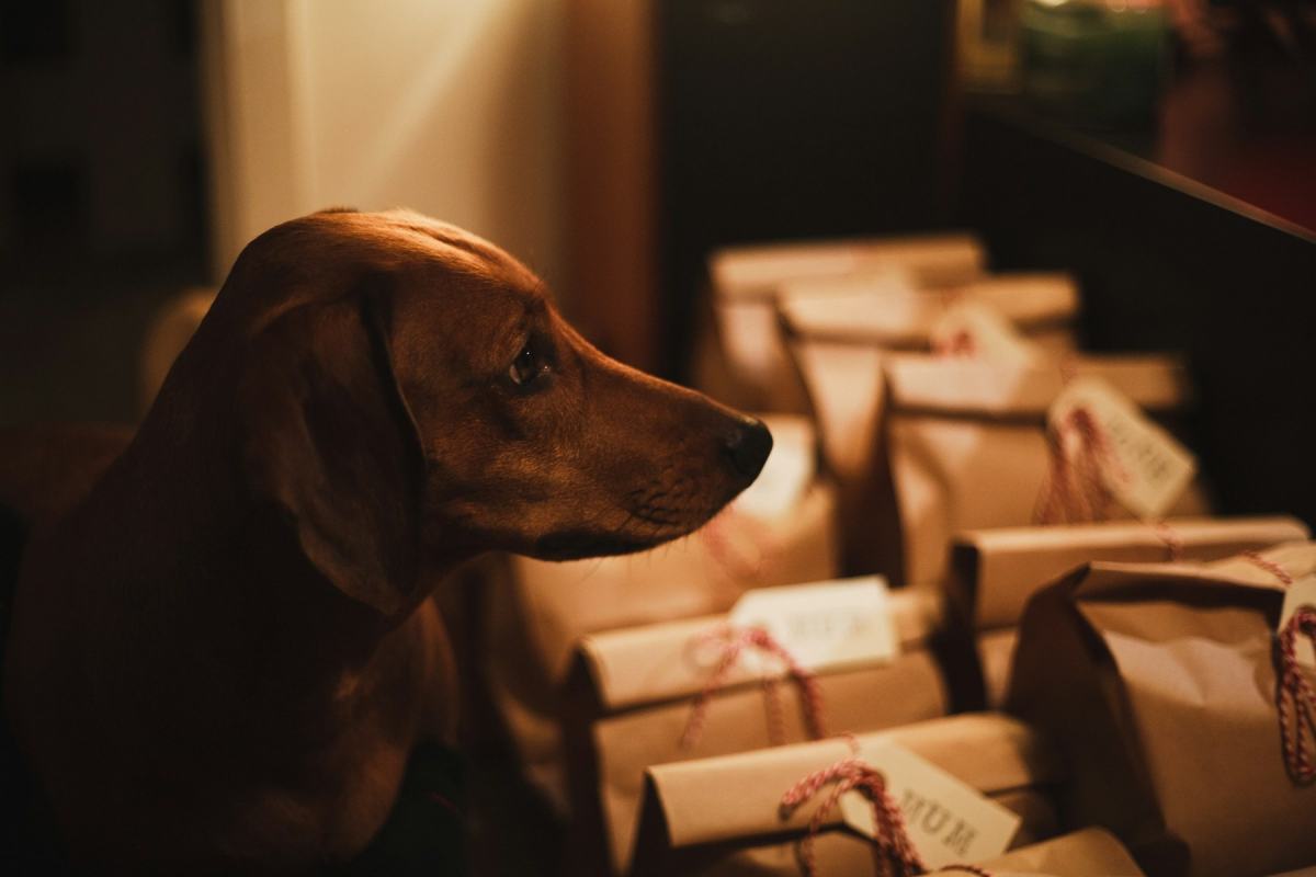 Dackel schaut neugierig auf verpackte Tüten aus Packpapier