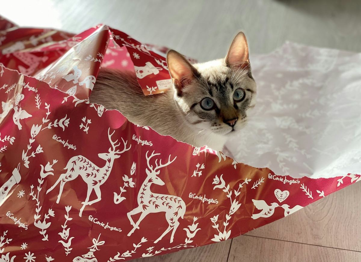 Katze versteckt sich in rotem Geschenkpapier mit Rentiermuster