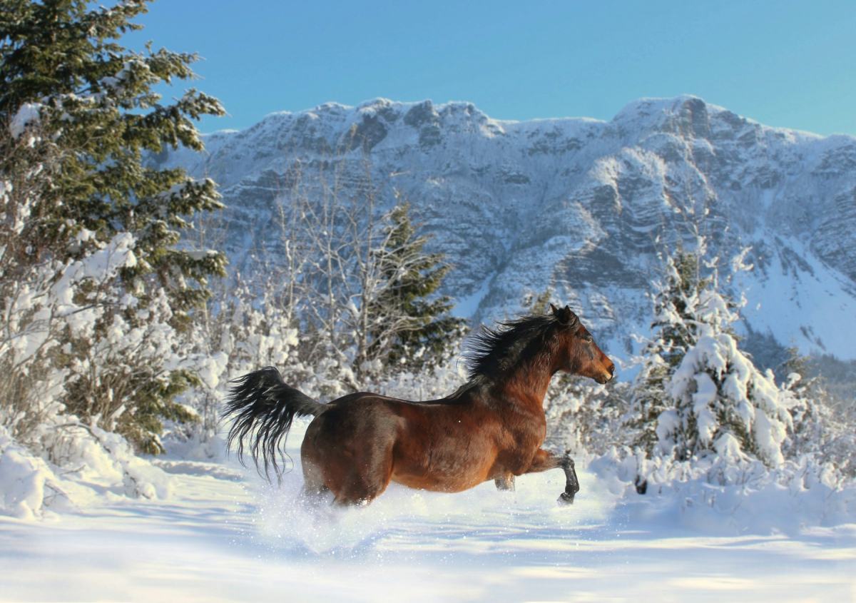 Braunes Pferd galoppiert durch tiefen Schnee vor verschneiten Bergen