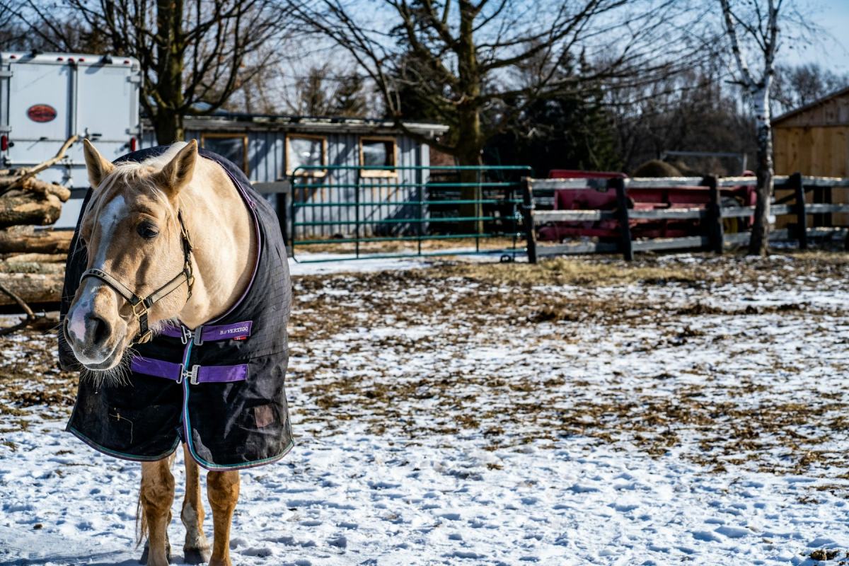 Pferd mit dunkler Winterdecke auf einem verschneiten Paddock