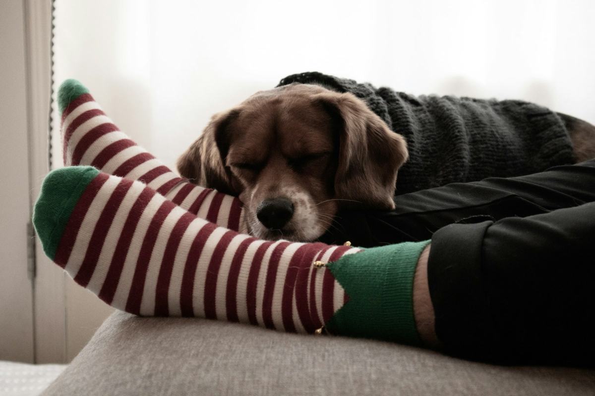 Füße in rot-weiß geringelten Socken, daneben schläft ein Hund